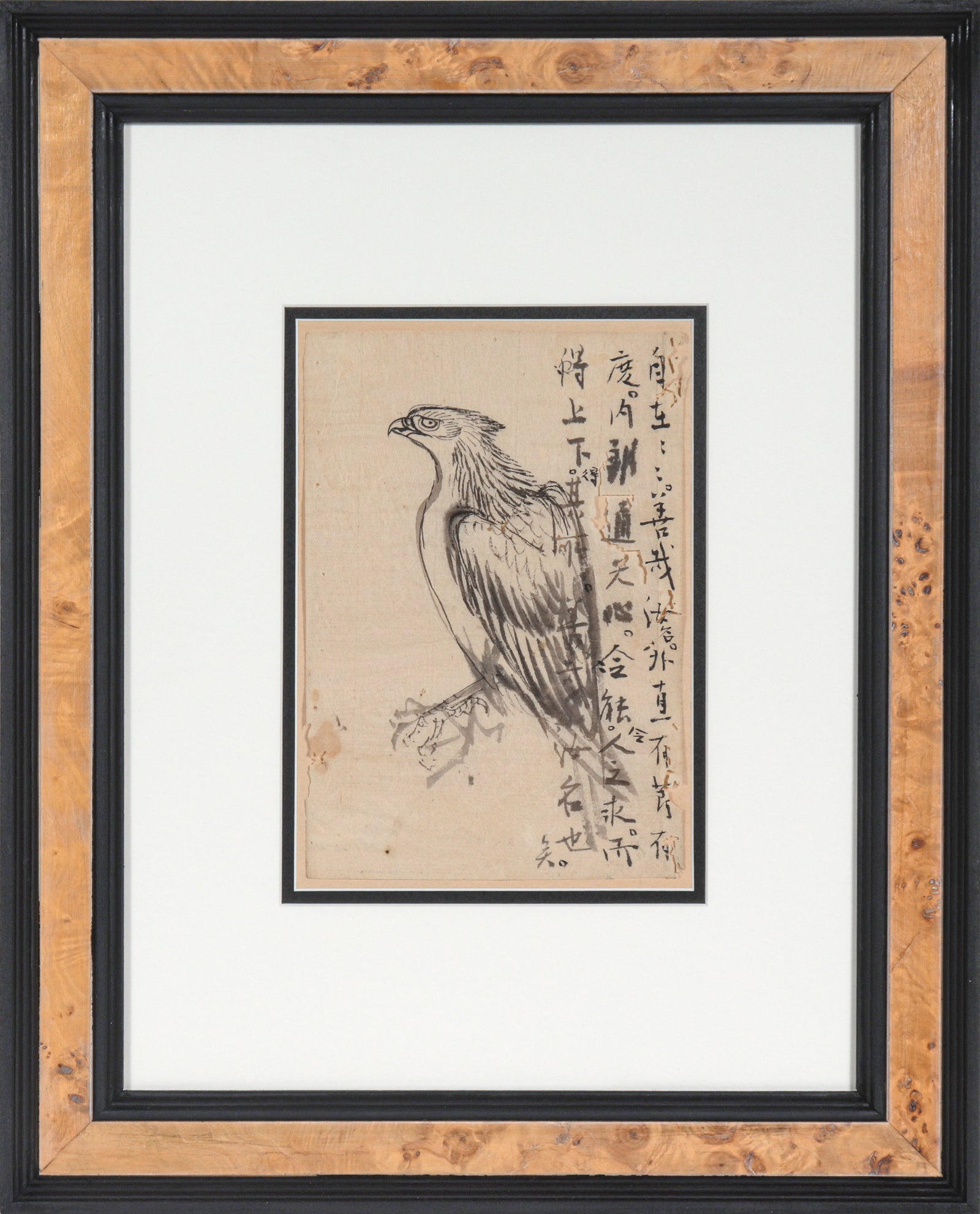 Falcon Study with Text<br>20th century Ink<br><br>#4388