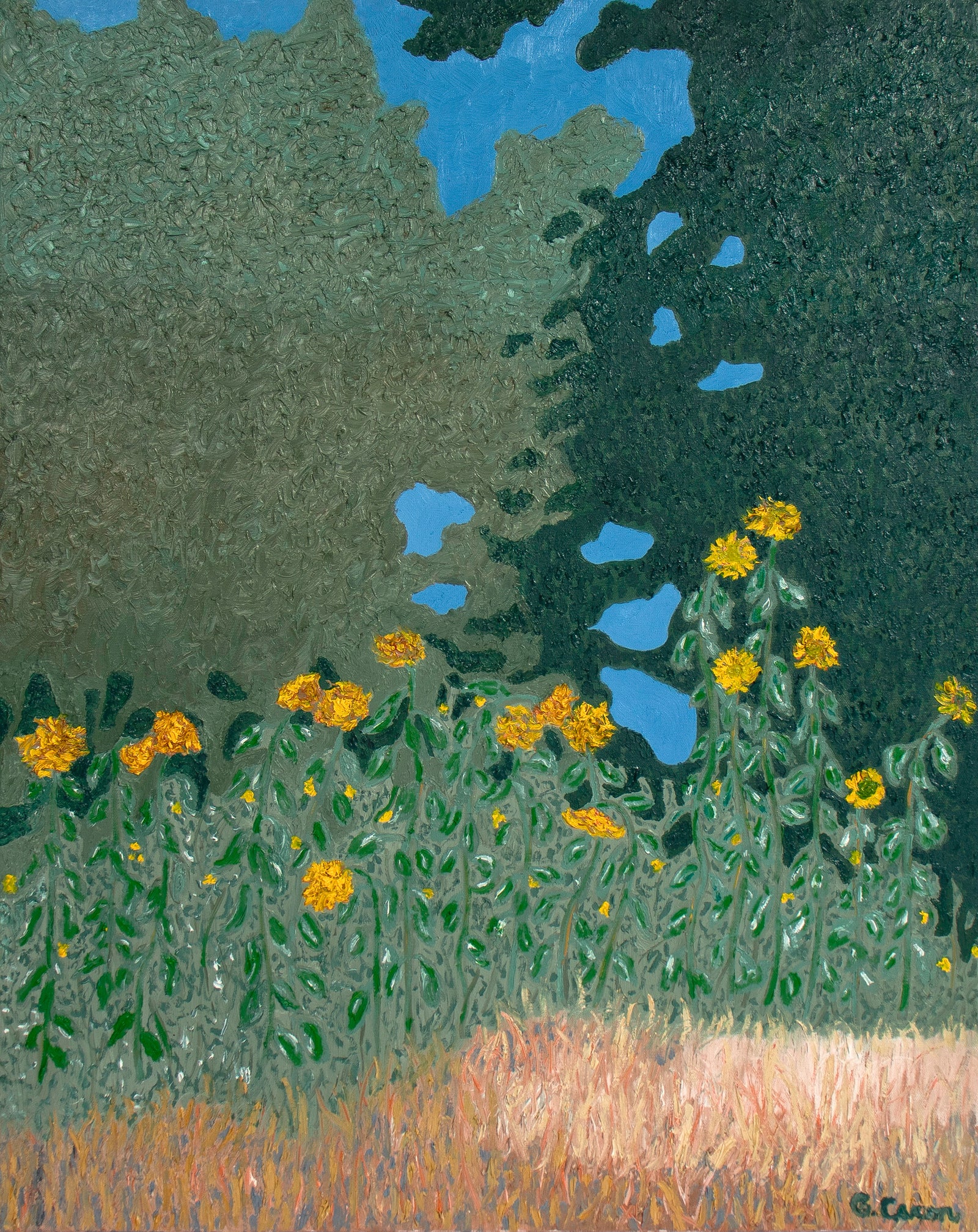 <i>Sunflowrs, Late Afternoon</i> <br>2025 Oil <br><br>#C9107