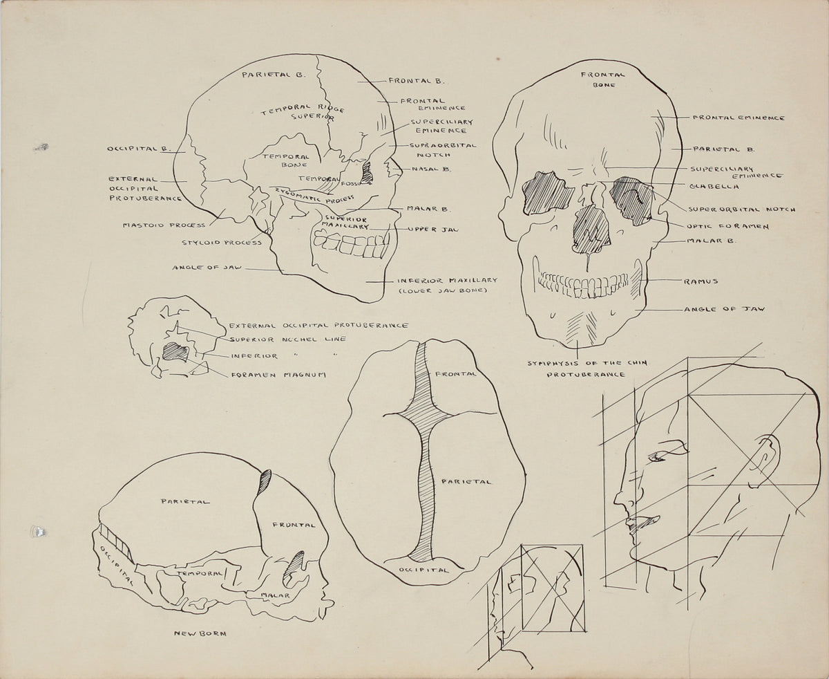 Anatomical Human Skull Study &lt;br&gt;Mid 20th Century Mixed Media &lt;br&gt;&lt;br&gt;#41345