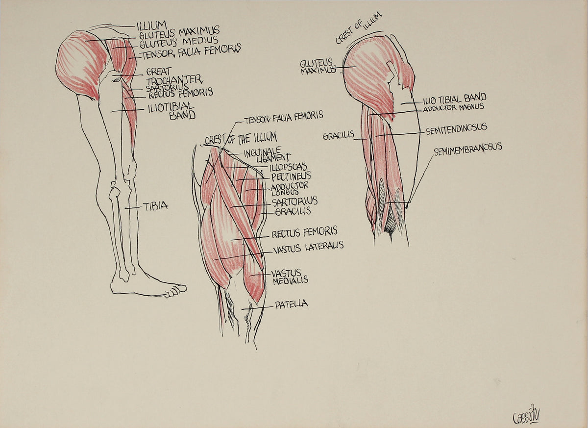 Academic Muscular Study &lt;br&gt;1951 Ink &amp; Colored Pencil &lt;br&gt;&lt;br&gt;#41358