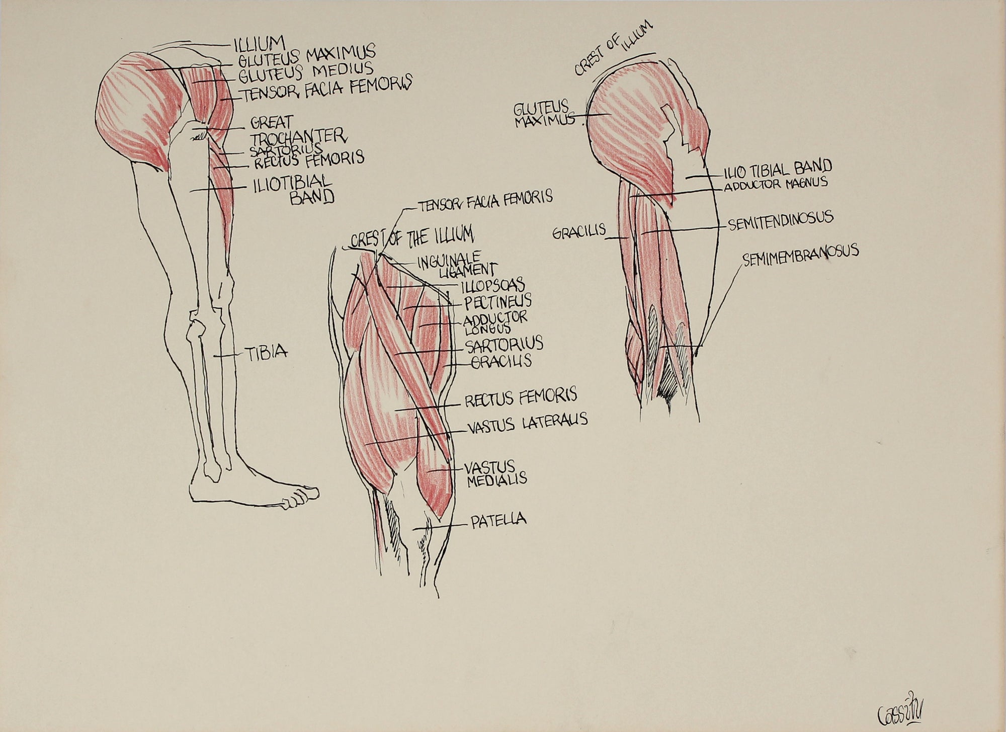 Academic Muscular Study <br>1951 Ink & Colored Pencil <br><br>#41358