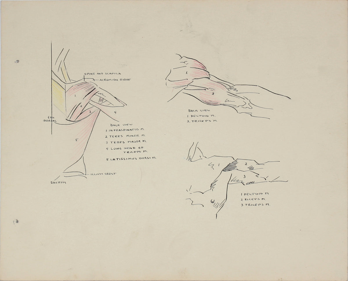 Details of the Human Shoulder &lt;br&gt;1951 Ink &amp; Graphite &lt;br&gt;&lt;br&gt;#41362