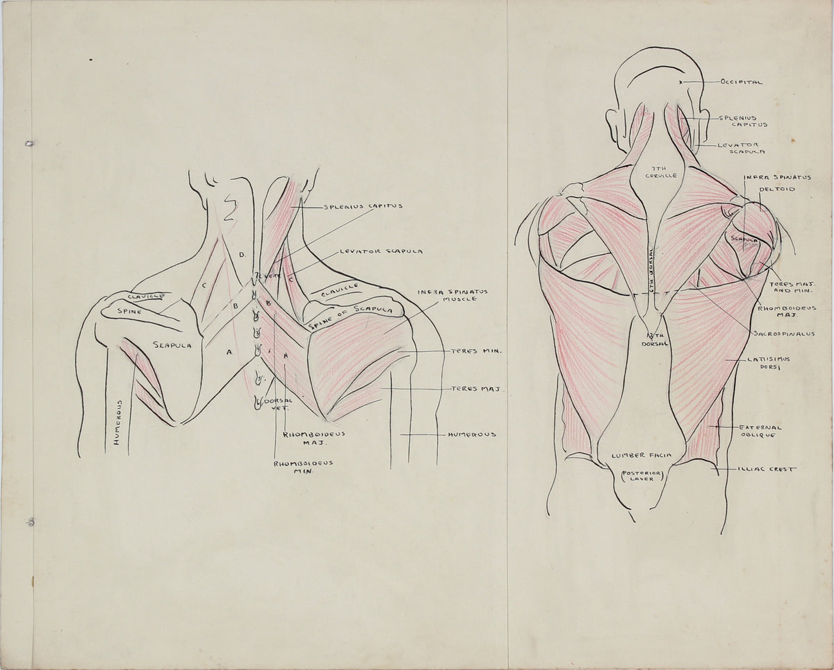 Back Musculature Anatomical Drawing&lt;br&gt;1950s Ink &amp; Graphite &lt;br&gt;&lt;br&gt;#41374
