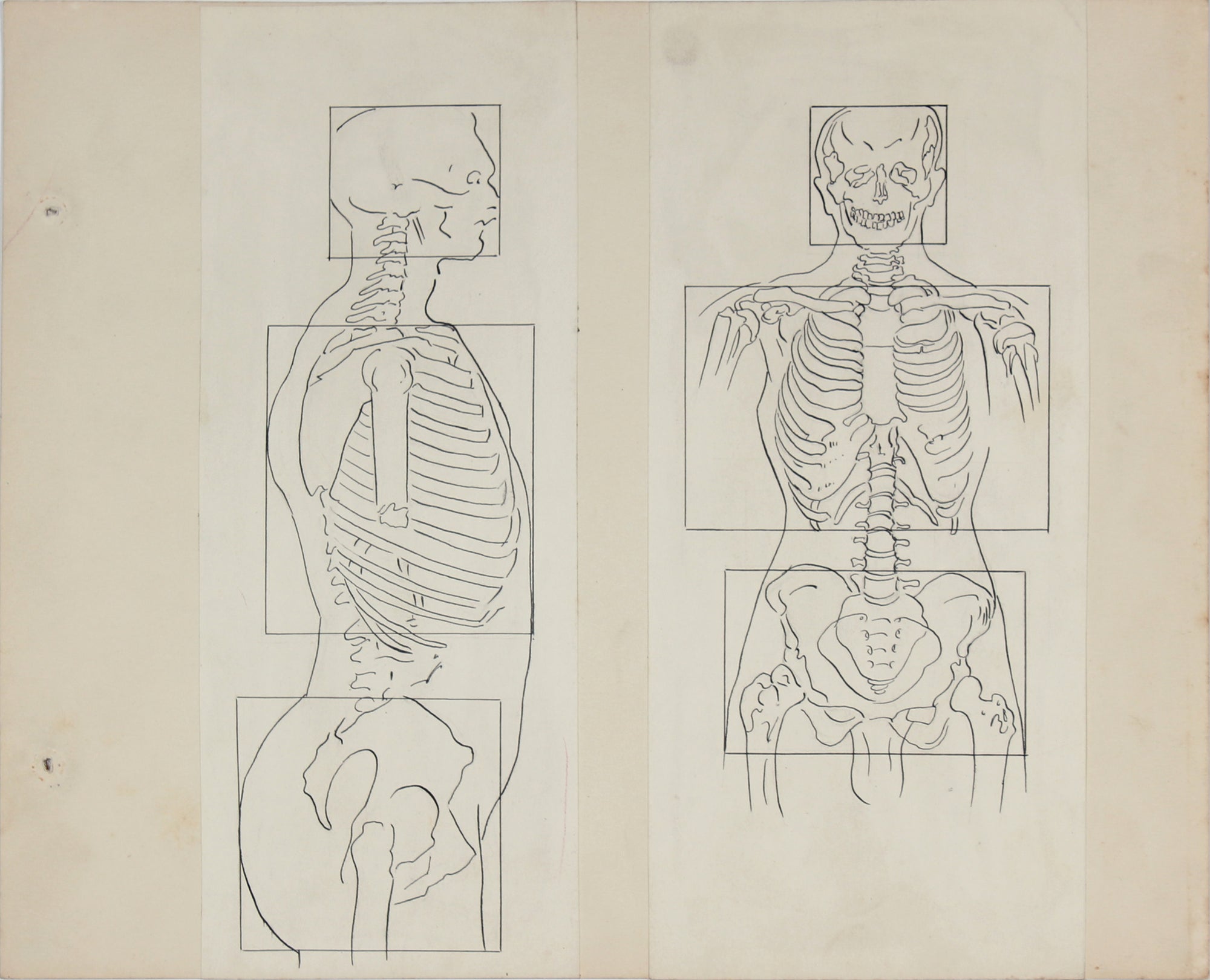 Academic Skeletal Torso Study <br>1950s Ink & Graphite <br><br>#41375