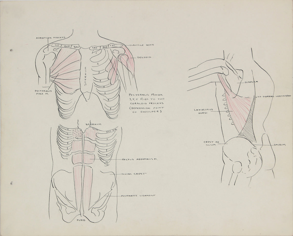 Chest &amp; Torso Anatomical Drawing &lt;br&gt;1950s Ink &amp; Graphite &lt;br&gt;&lt;br&gt;#41379