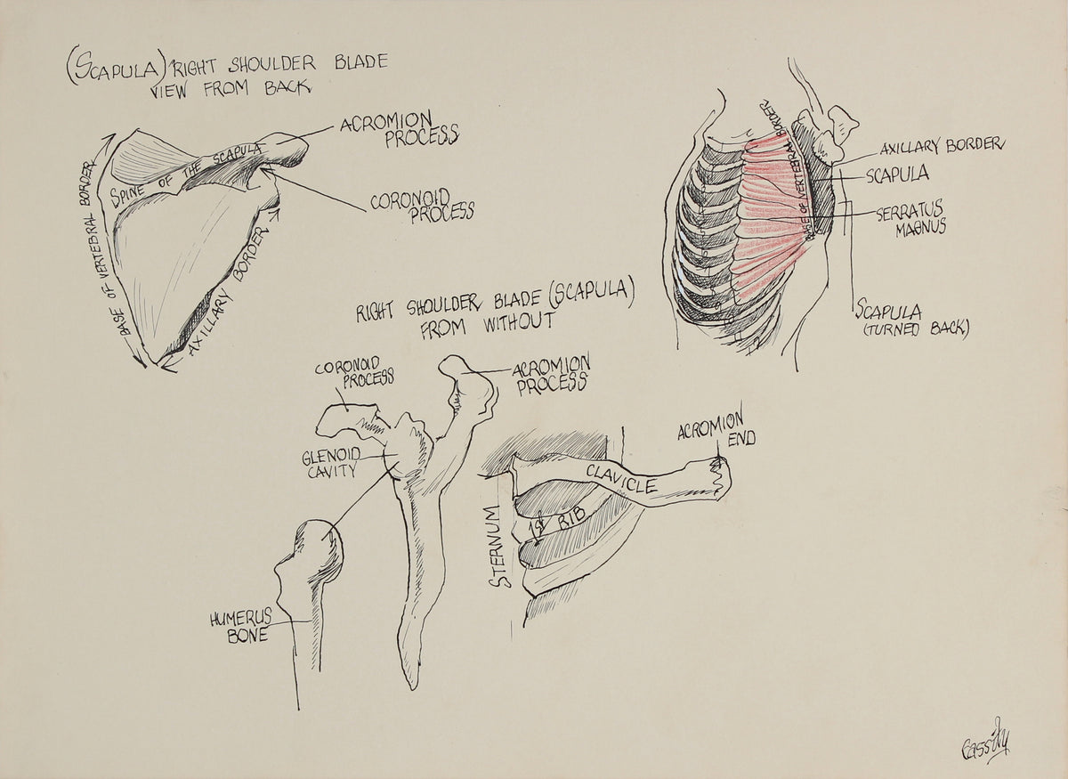 Anatomical Shoulder Blade Study &lt;br&gt;1950s Ink &amp; Colored Pencil &lt;br&gt;&lt;br&gt;#41388