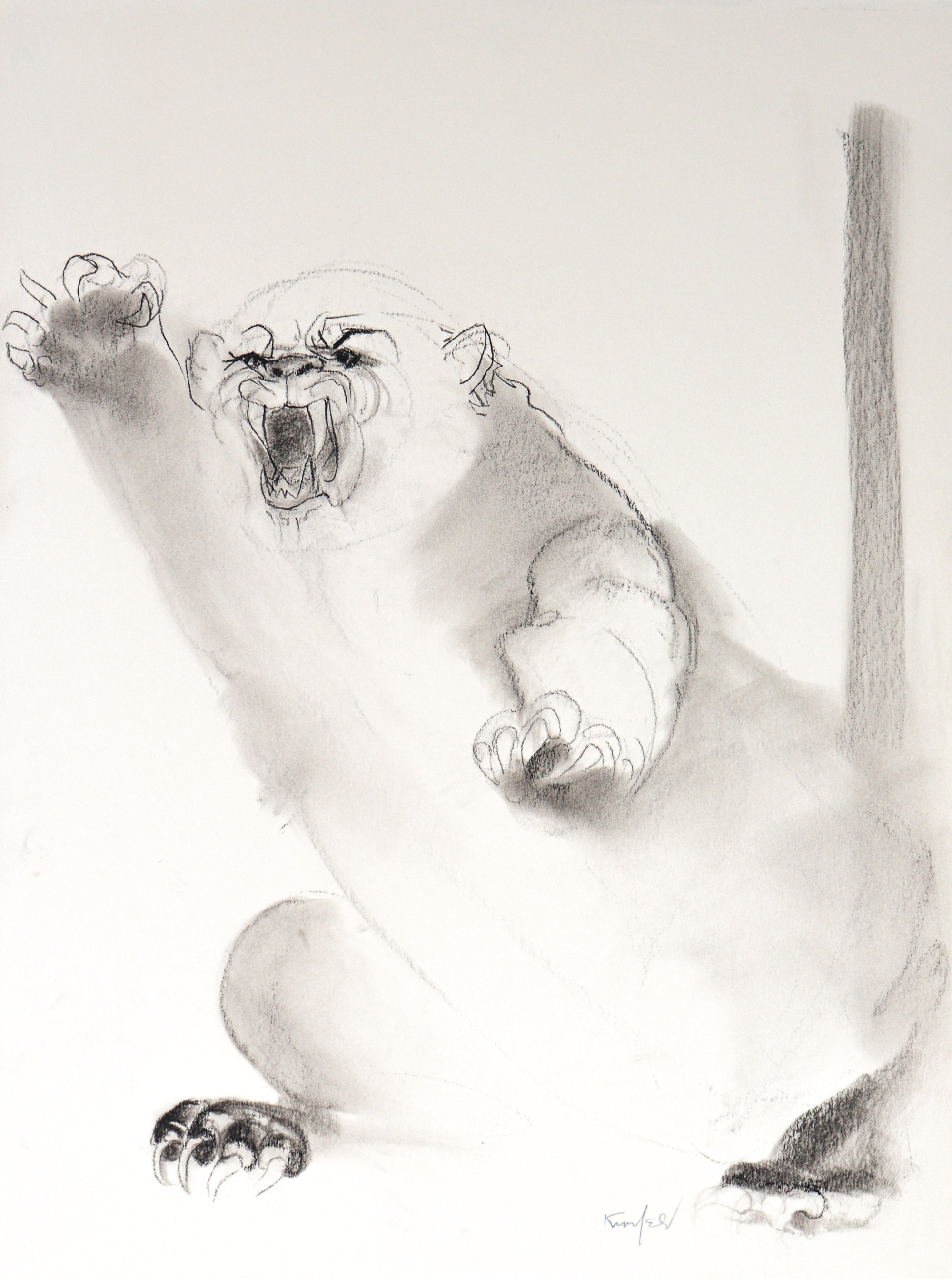 Cougar in Action<br>20th Century Charcoal<br><br>#C2275