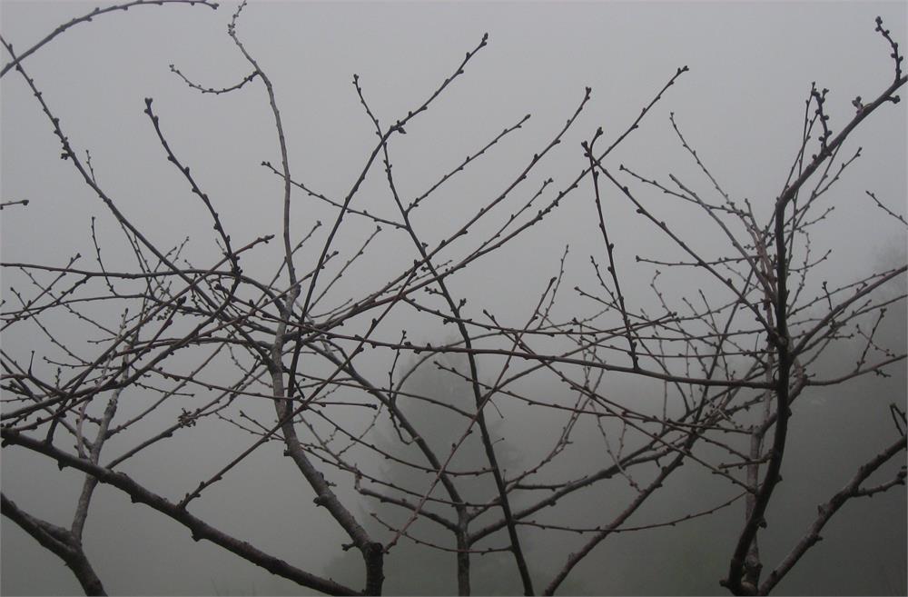 &lt;I&gt;Morello Cherry Tree on a Foggy Morning&lt;/I&gt;&lt;br&gt;Mendocino, California, 2010&lt;br&gt;&lt;br&gt;GC0248