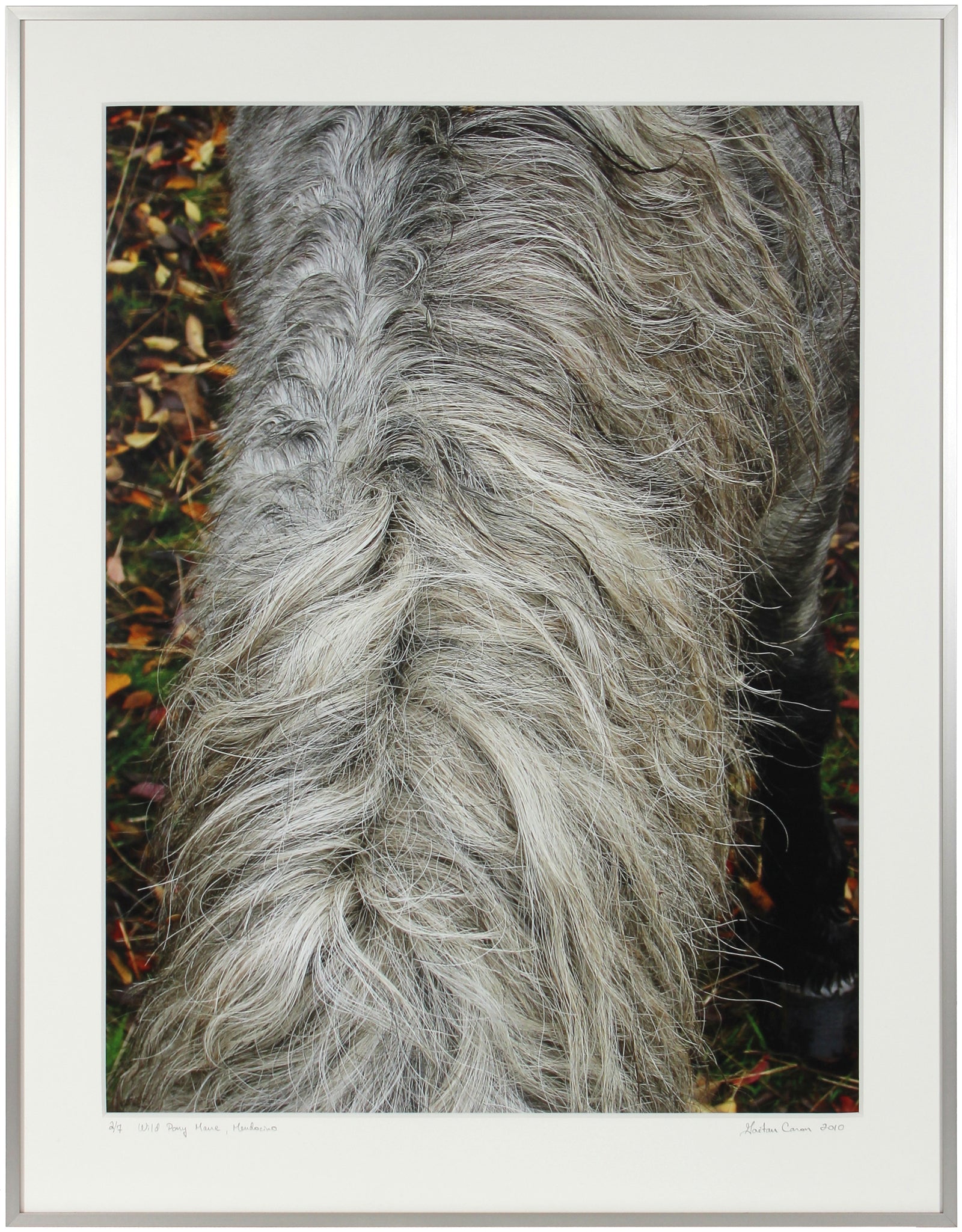 <I>Wild Pony Mane</I> <br>2010 <br><br>#GC0249_2O