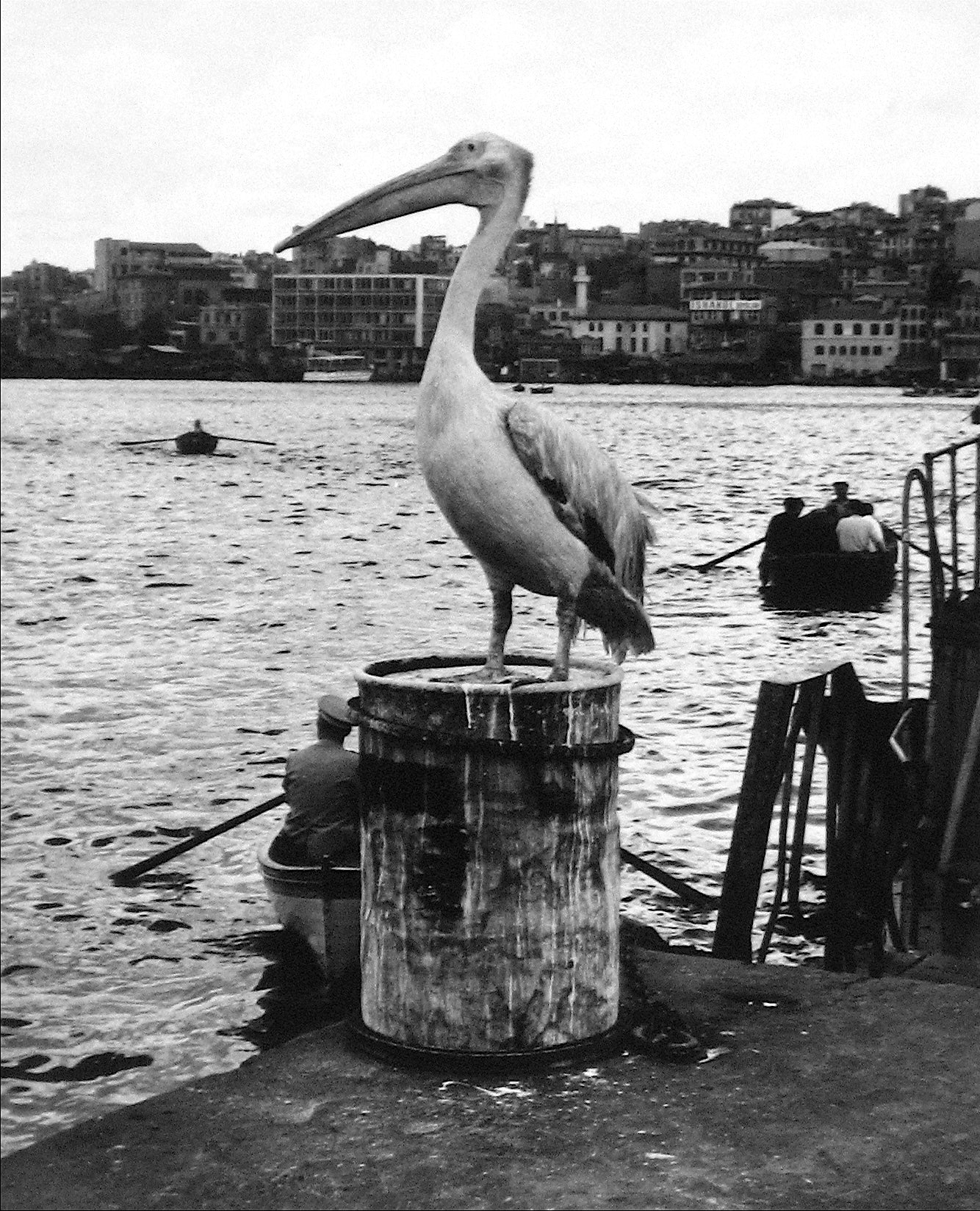 Pelican on the Dock<br>1960s Photograph<br><br>#12156