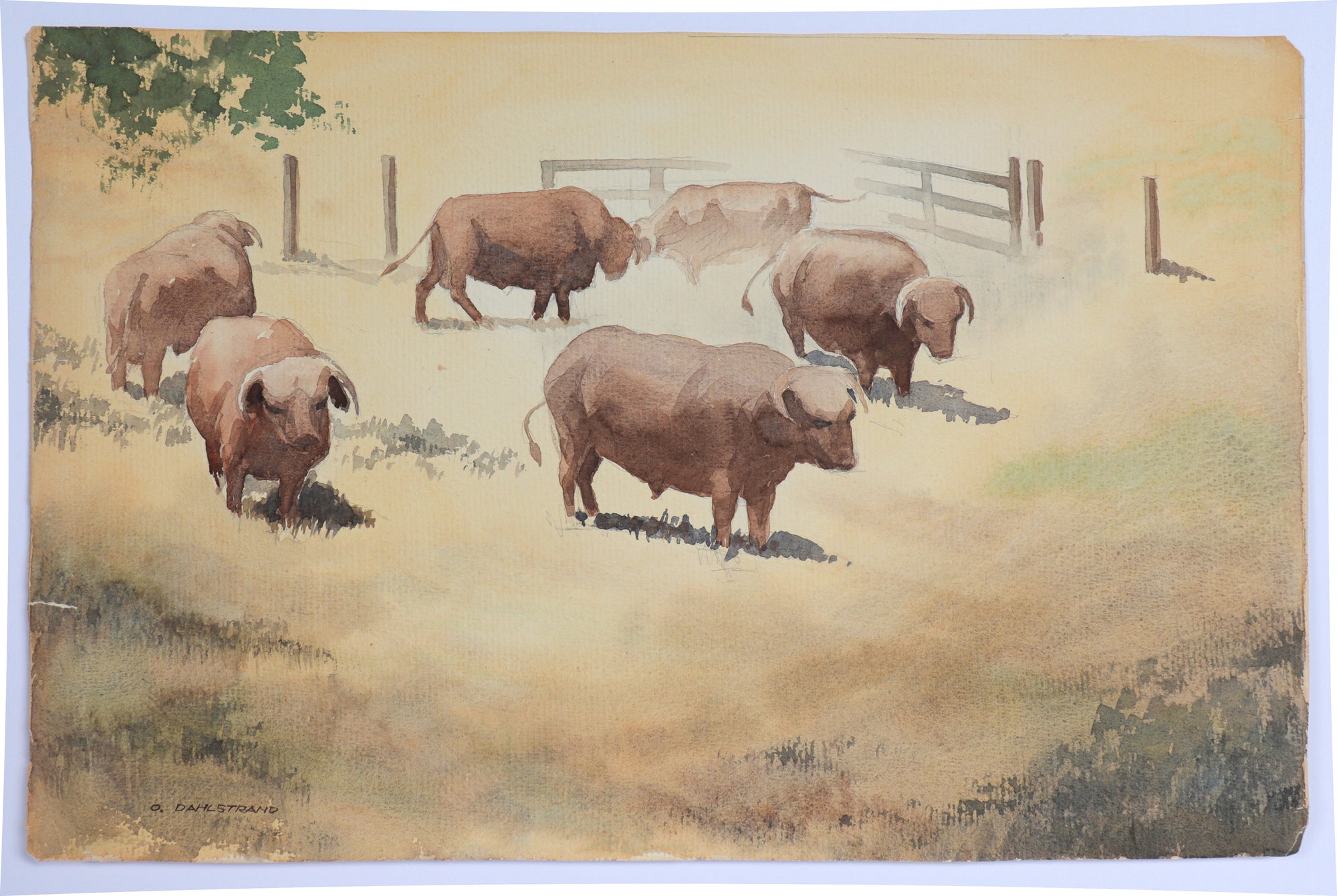 <I>Bulls</I> <br>1977 Watercolor<br><br>#C5149