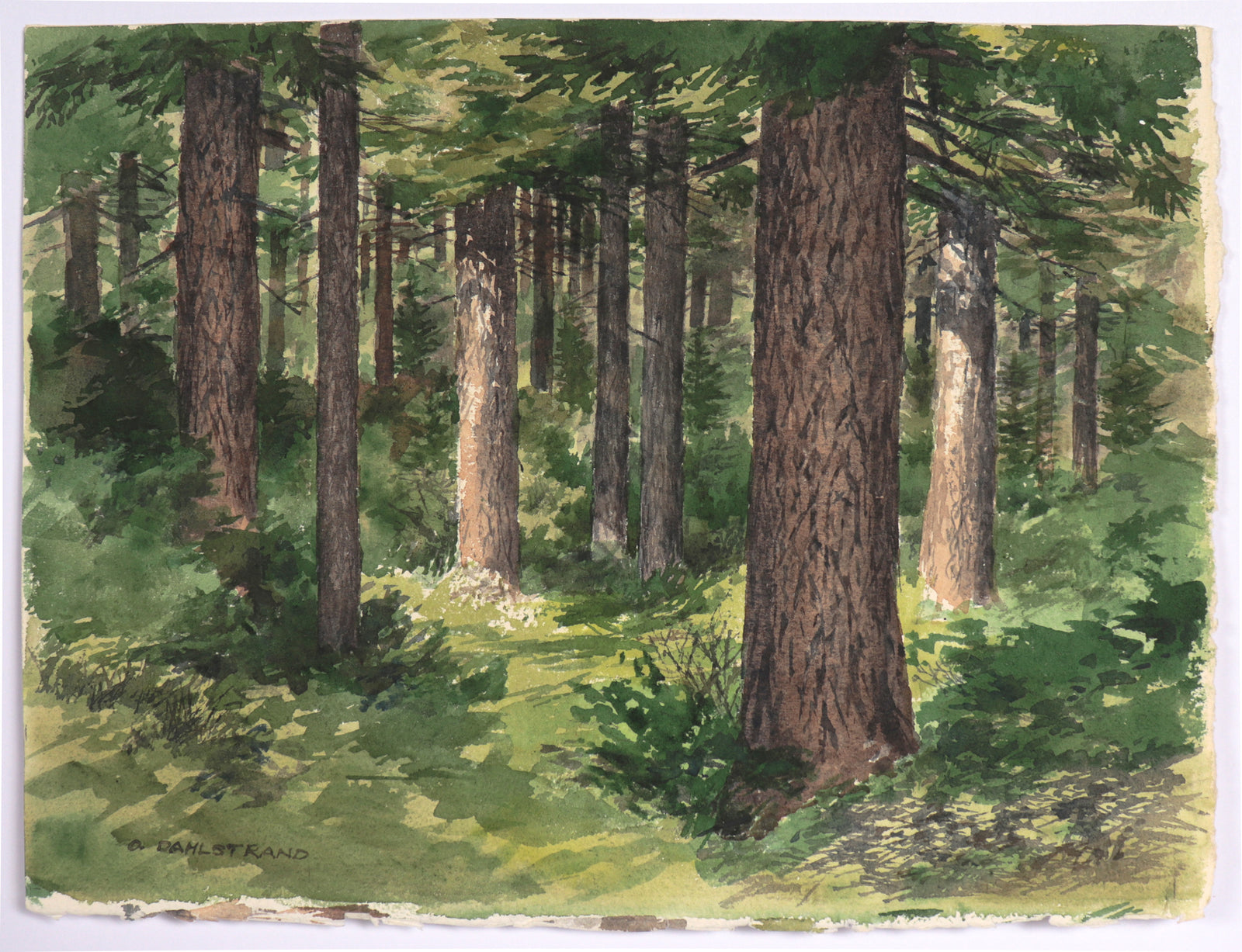 <I>Orcas Island Forest</I> <br>1986 Watercolor<br><br>#C5156