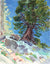 <I>Ancient Sierra Juniper (Above Alpine Lake)</I> <br>1991 Watercolor<br><br>#C5249