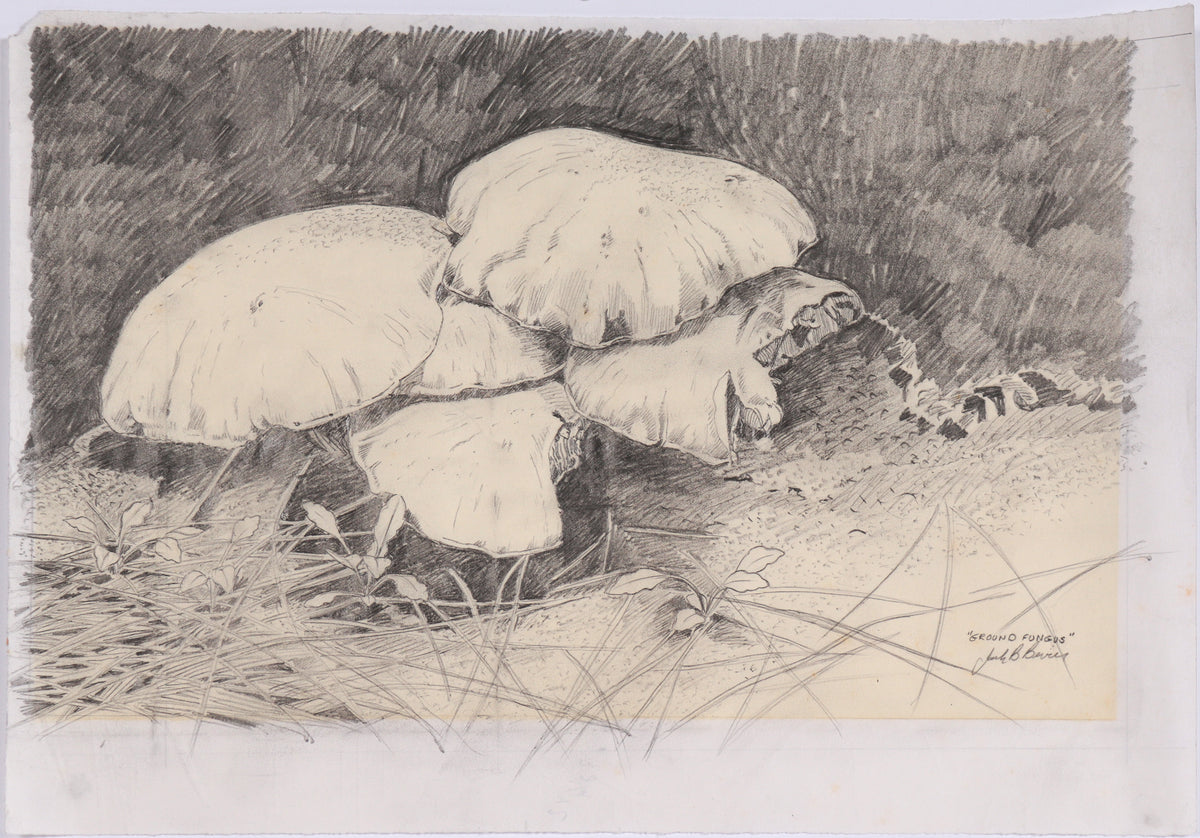 &lt;i&gt;Ground Fungus&lt;/i&gt; &lt;br&gt;20th Century Graphite &lt;br&gt;&lt;br&gt;#C6117