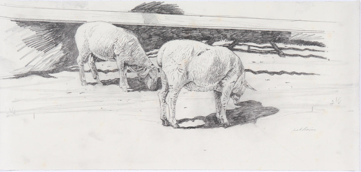 Sheep Study &lt;br&gt;Mid Century Graphite &lt;br&gt;&lt;br&gt;#C6168