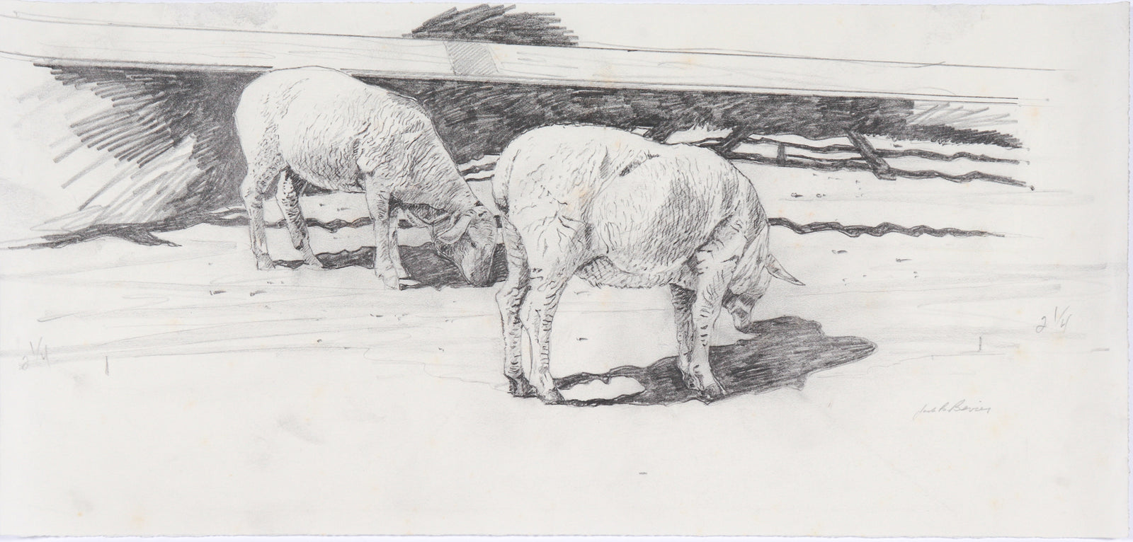 Sheep Study <br>Mid Century Graphite <br><br>#C6168