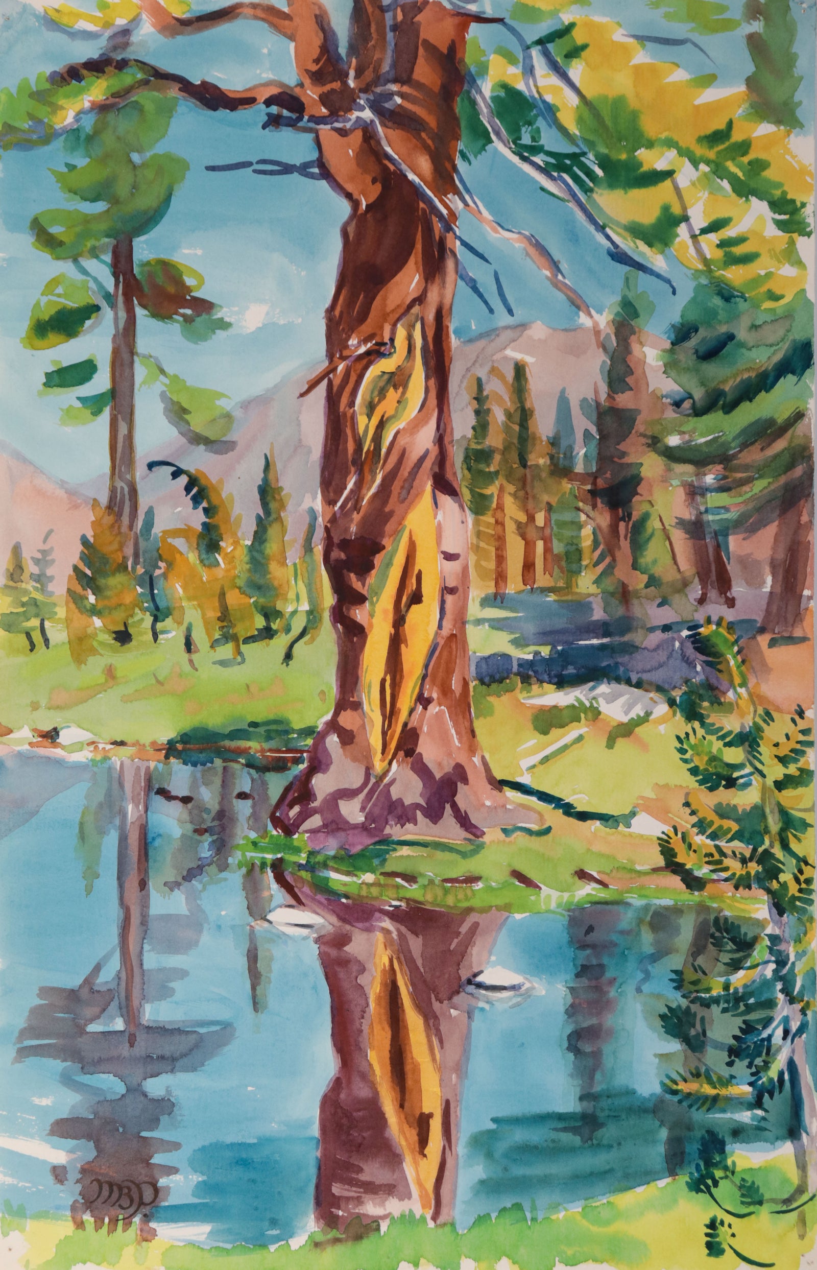 <i>Ancient Lodgepole Pine (Near Tioga Pass)</i> <br>1966 Watercolor <br><br>#D0713
