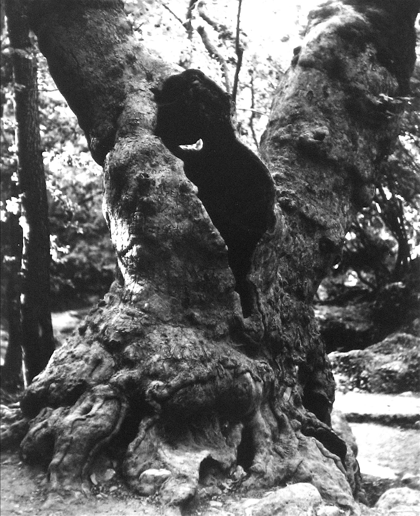 Tree Trunk in Rhodes Greece <br>1960s Photograph <br><br>#12100