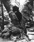 Tree Trunk in Rhodes Greece <br>1960s Photograph <br><br>#12100