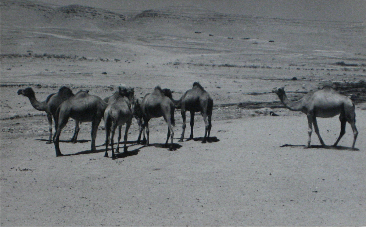 Camel in the Desert &lt;br&gt;1960s Silver Gelatin Print&lt;br&gt;&lt;br&gt;#12254