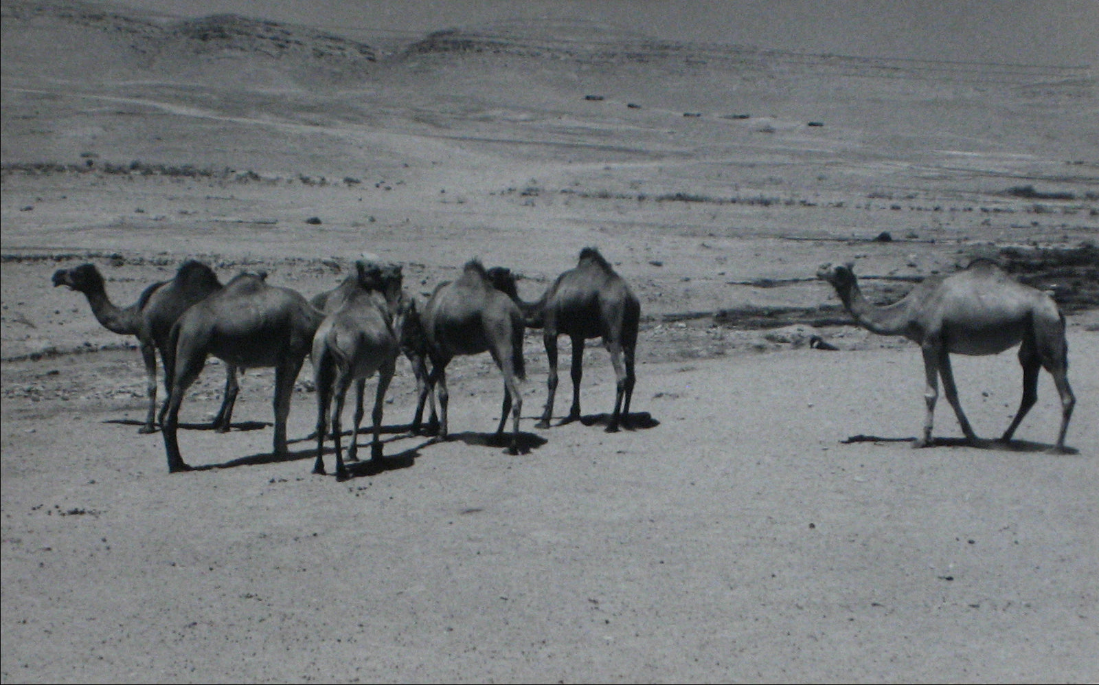 Camel in the Desert <br>1960s Silver Gelatin Print<br><br>#12254