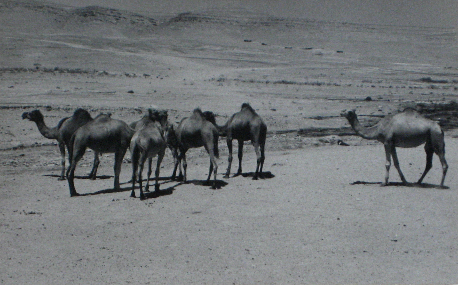 Camel in the Desert <br>1960s Silver Gelatin Print<br><br>#12254