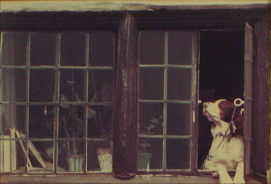Dog In The Window <br>1970s Photograph<br><br>#12347