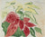 Poinsettia House Plant Still Life <br>1972 Watercolor <br><br>#56815