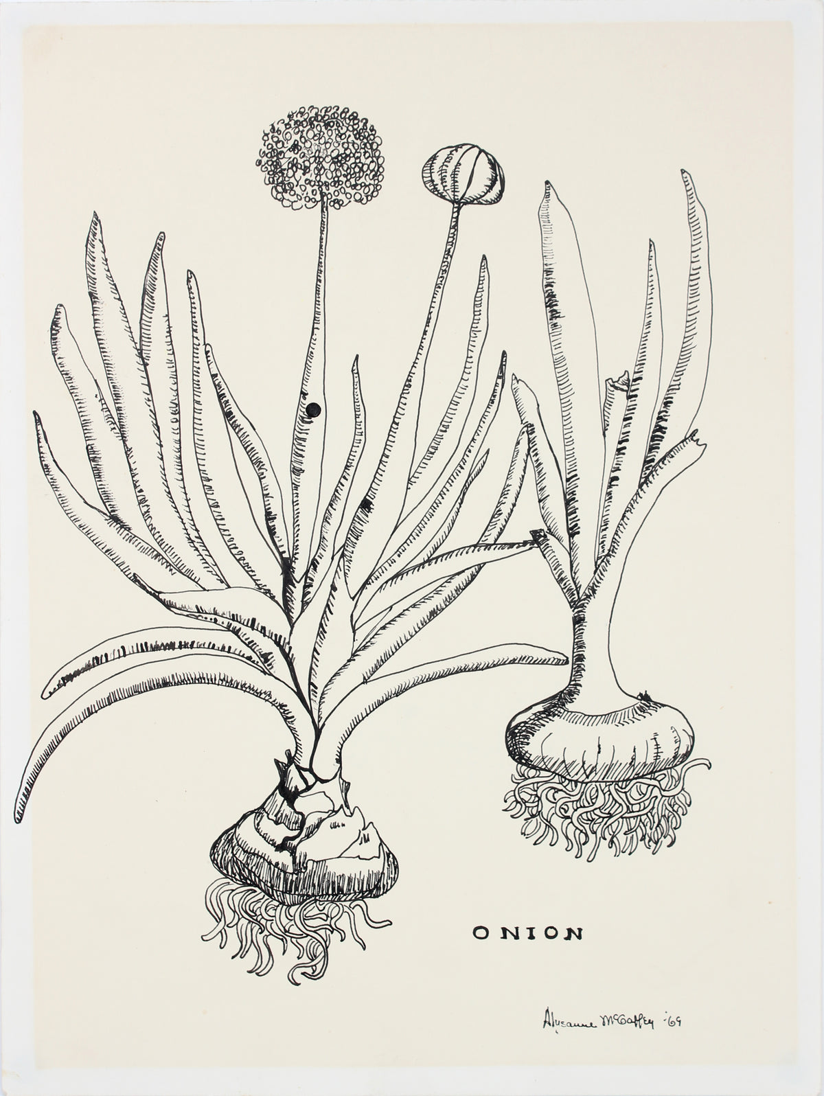 &lt;i&gt;Onion&lt;/i&gt;&lt;br&gt;1969 Ink Drawing&lt;br&gt;&lt;br&gt;#22672