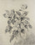 French Academic Hydrangea Still Life Drawing <br>1887 Charcoal <br><br>#23895