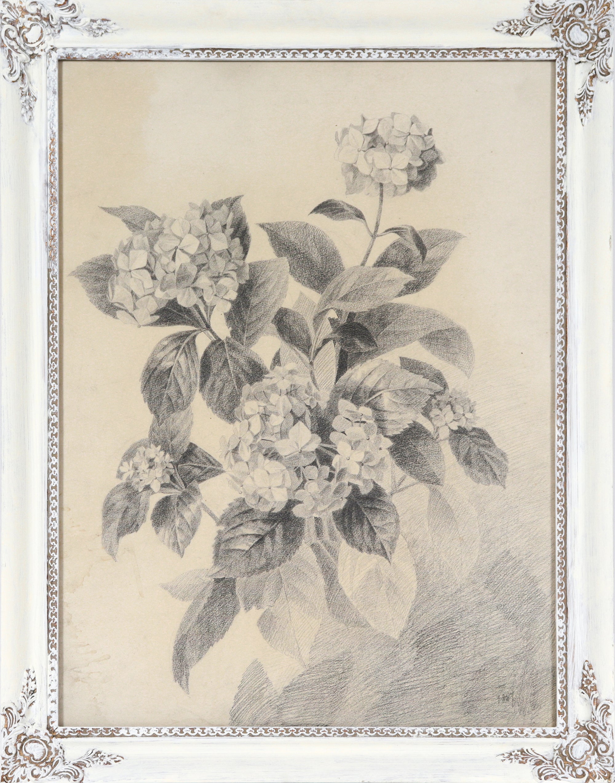 French Academic Hydrangea Still Life Drawing <br>1887 Charcoal <br><br>#23895