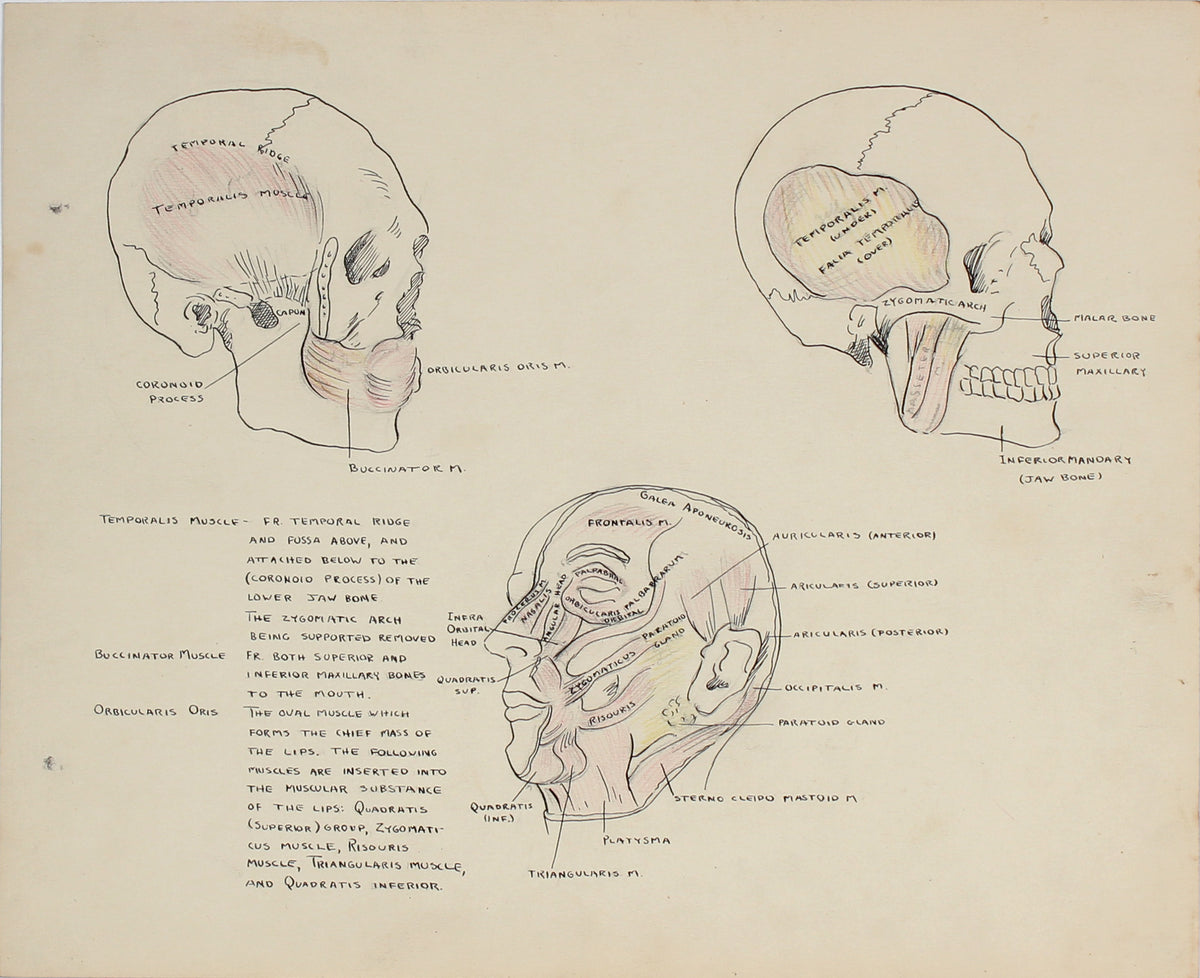 Academic Skull &amp; Face Study &lt;br&gt;Mid 20th Century Ink &amp; Graphite&lt;br&gt;&lt;br&gt;#41340
