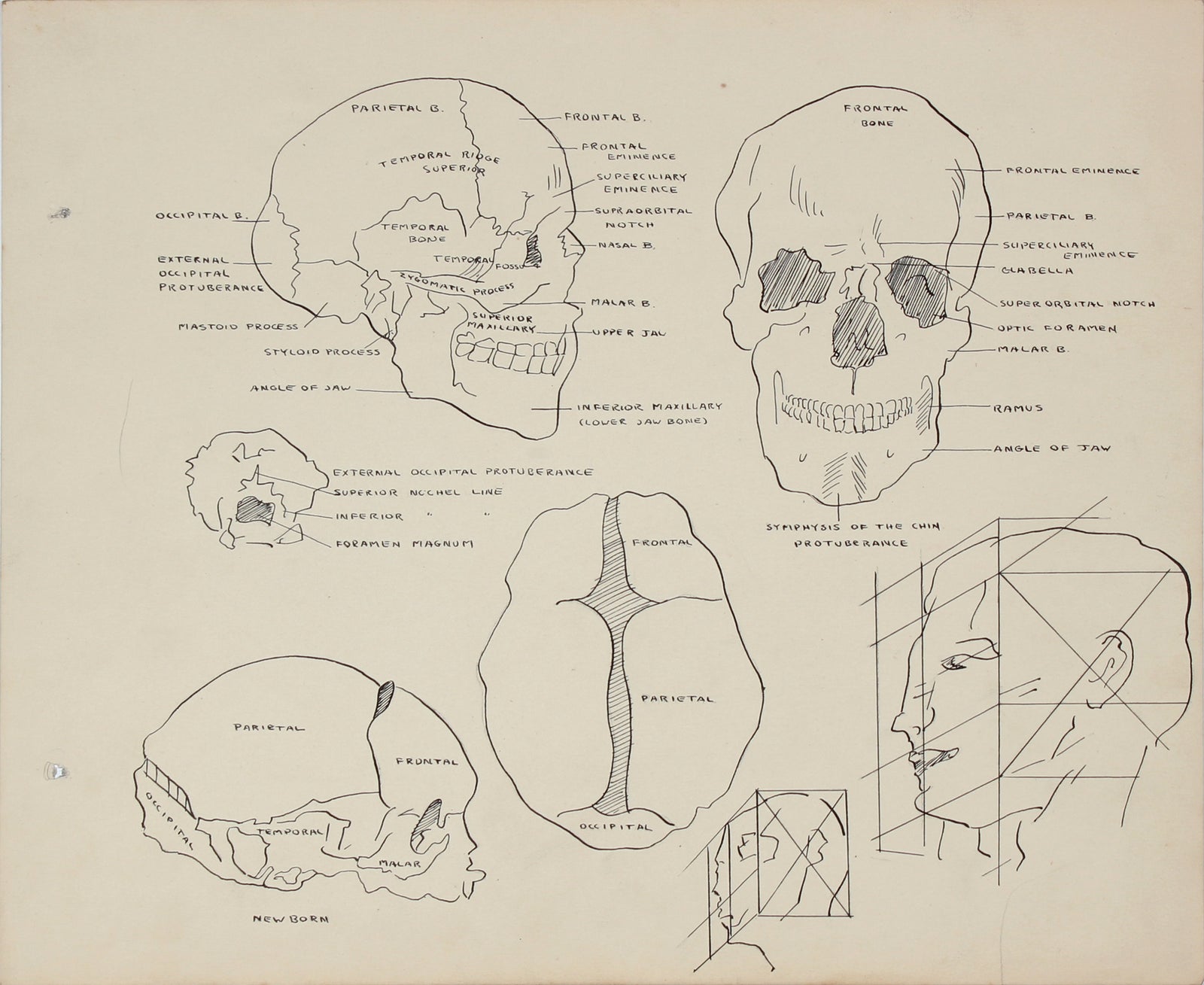 Anatomical Human Skull Study <br>Mid 20th Century Mixed Media <br><br>#41345