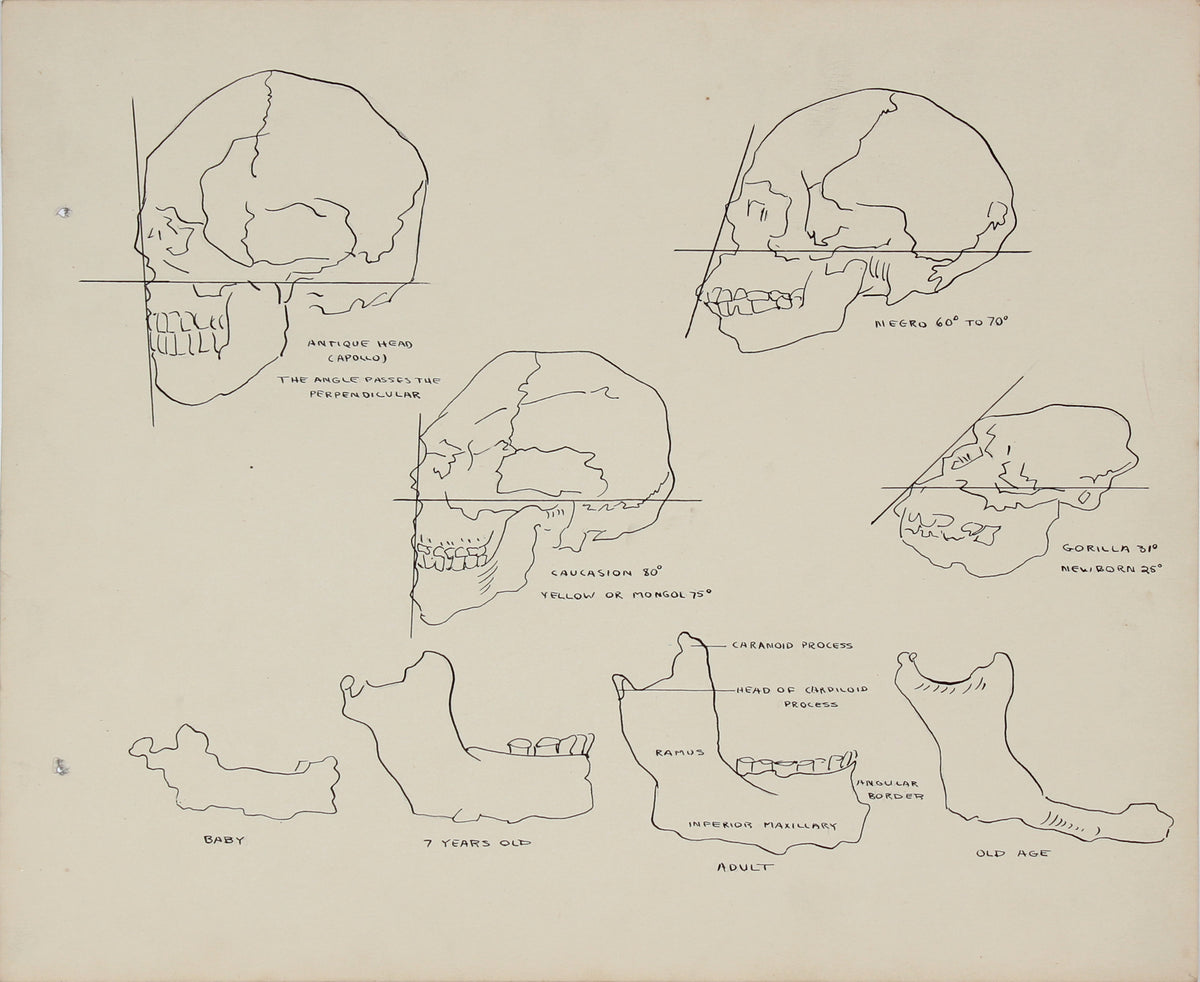 Human &amp; Ape Academic Skull Study &lt;br&gt; 1950s Ink &lt;br&gt;&lt;br&gt;#41347