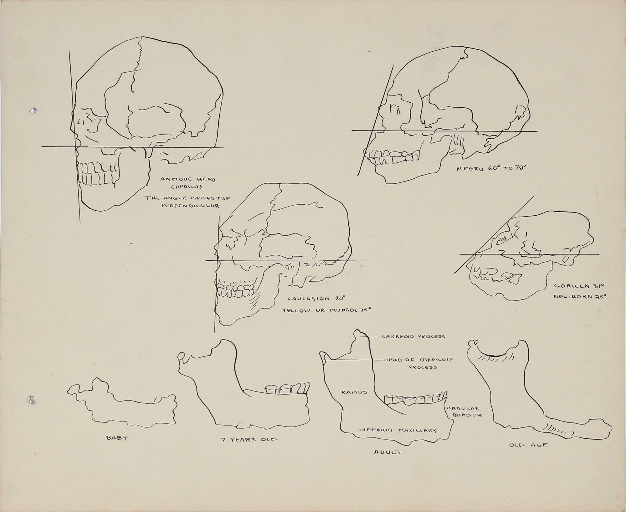 Human & Ape Academic Skull Study <br> 1950s Ink <br><br>#41347