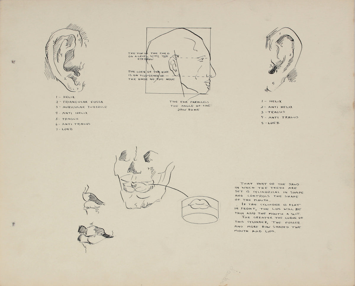Academic Ear Study &lt;br&gt;1950s Ink and Graphite &lt;br&gt;&lt;br&gt;#41349