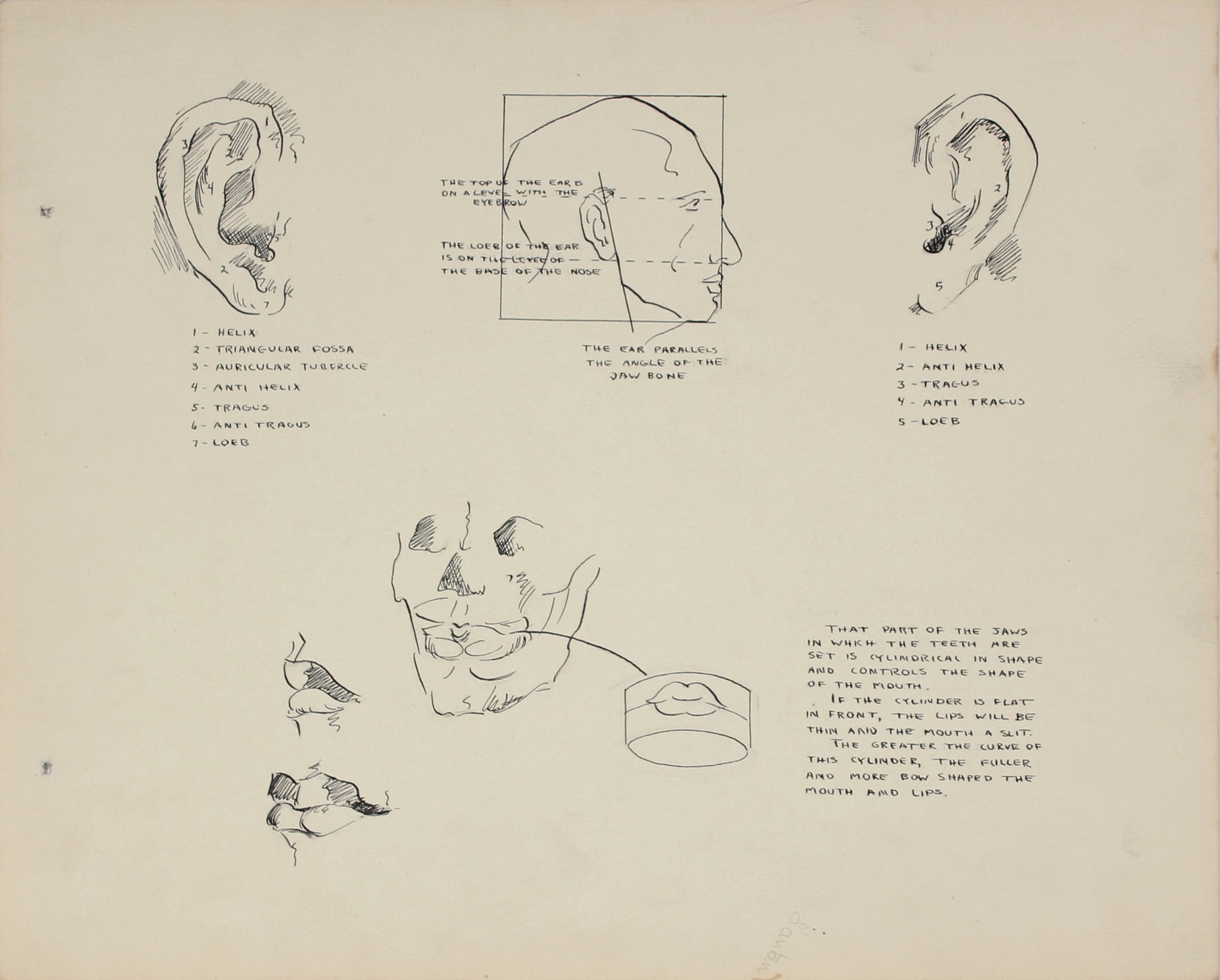Academic Ear Study <br>1950s Ink and Graphite <br><br>#41349