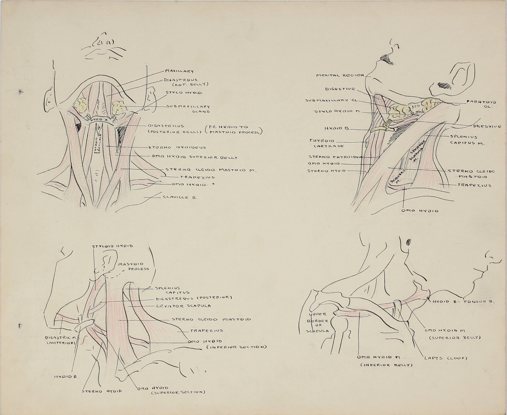 Academic Neck Muscular Study <br>1950s Ink & Colored Pencil <br><br>#41351