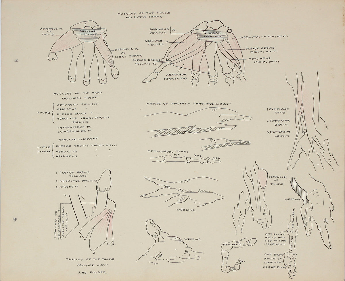Academic Study of the Hand &lt;br&gt;1950s Ink, Graphite &amp; Colored Pencil &lt;br&gt;&lt;br&gt;#41352