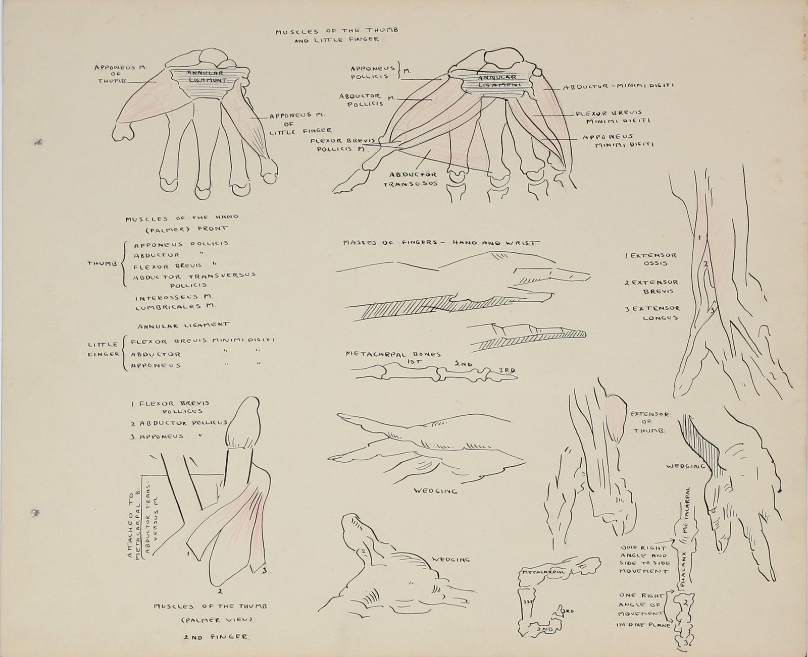 Academic Study of the Hand <br>1950s Ink, Graphite & Colored Pencil <br><br>#41352