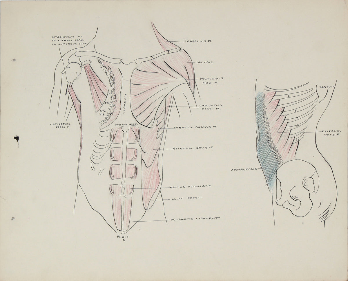 Academic Study - Musculature of the Torso &lt;br&gt;1950s Ink, Graphite &amp; Colored Pencil &lt;br&gt;&lt;br&gt;#41353