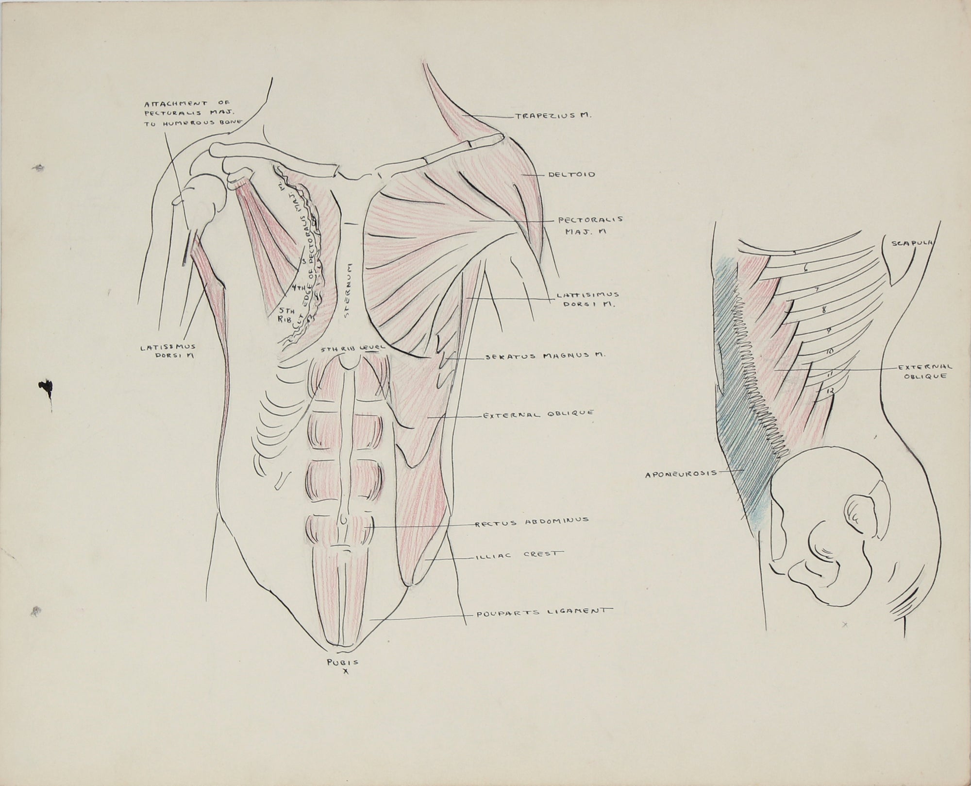 Academic Study - Musculature of the Torso <br>1950s Ink, Graphite & Colored Pencil <br><br>#41353