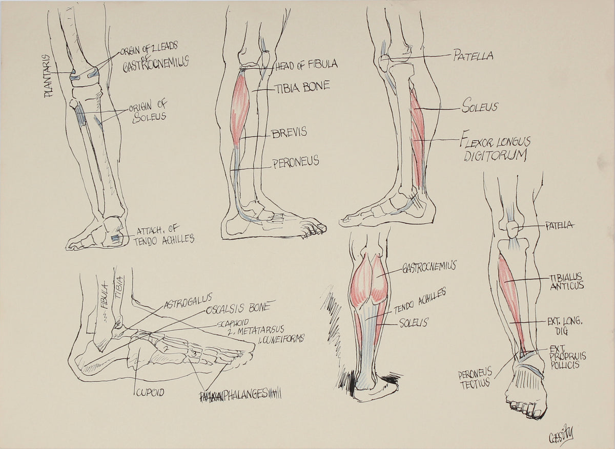 Academic Calf Muscular Study &lt;br&gt;1951 Ink &amp; Colored Pencil &lt;br&gt;&lt;br&gt;#41356