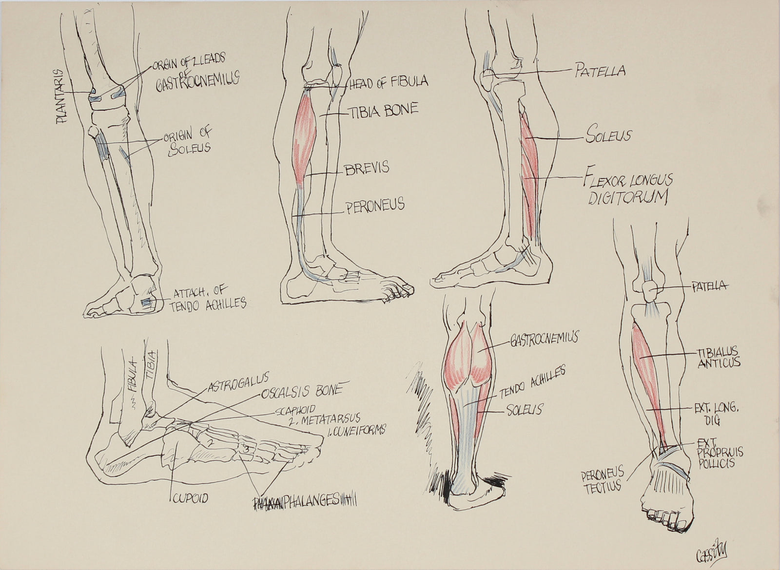 Academic Calf Muscular Study <br>1951 Ink & Colored Pencil <br><br>#41356