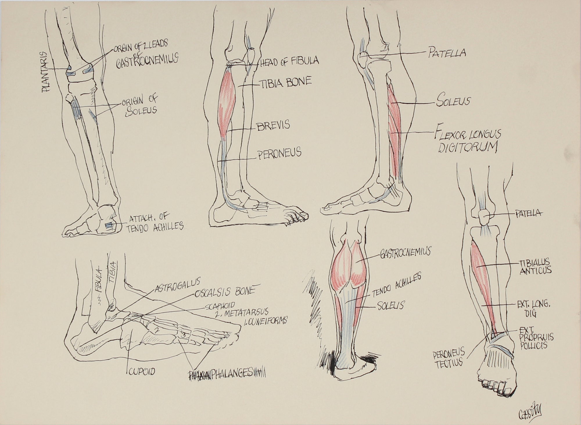 Academic Calf Muscular Study <br>1951 Ink & Colored Pencil <br><br>#41356