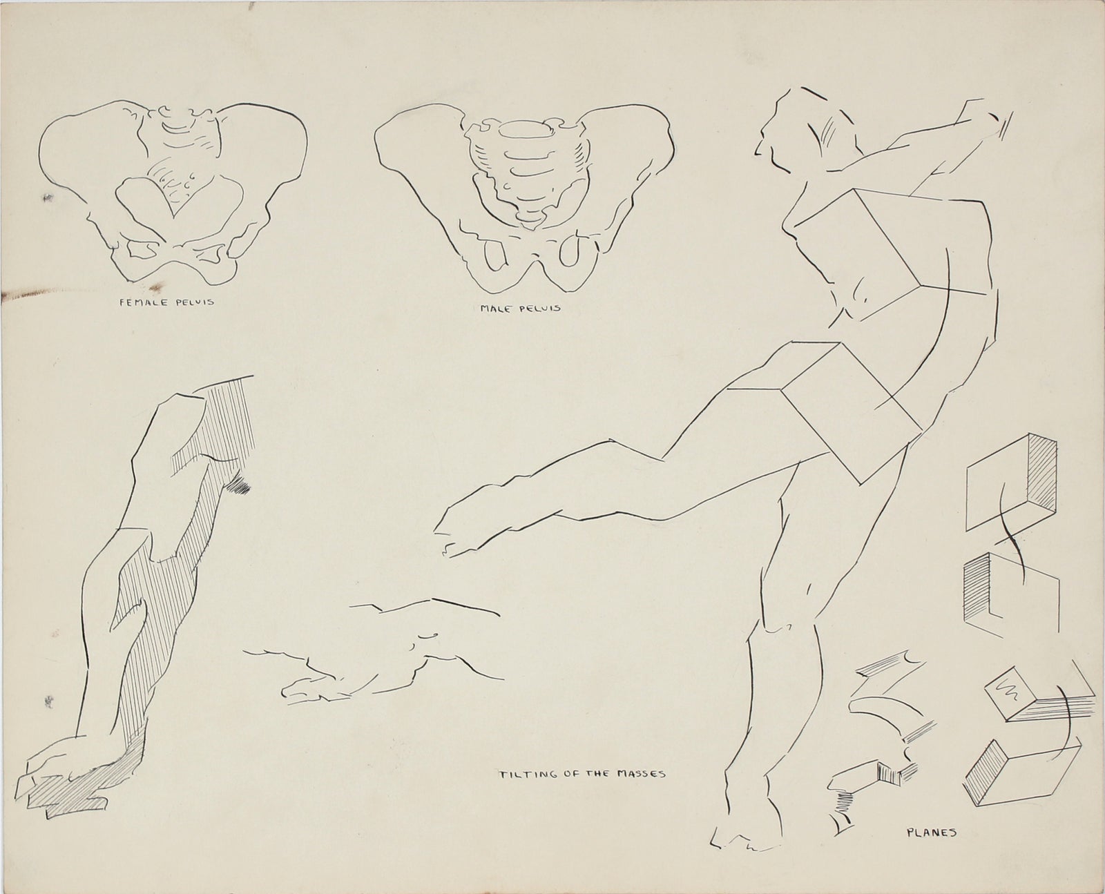 Academic Hips in Motion <br>1951 Ink & Graphite <br><br>#41361