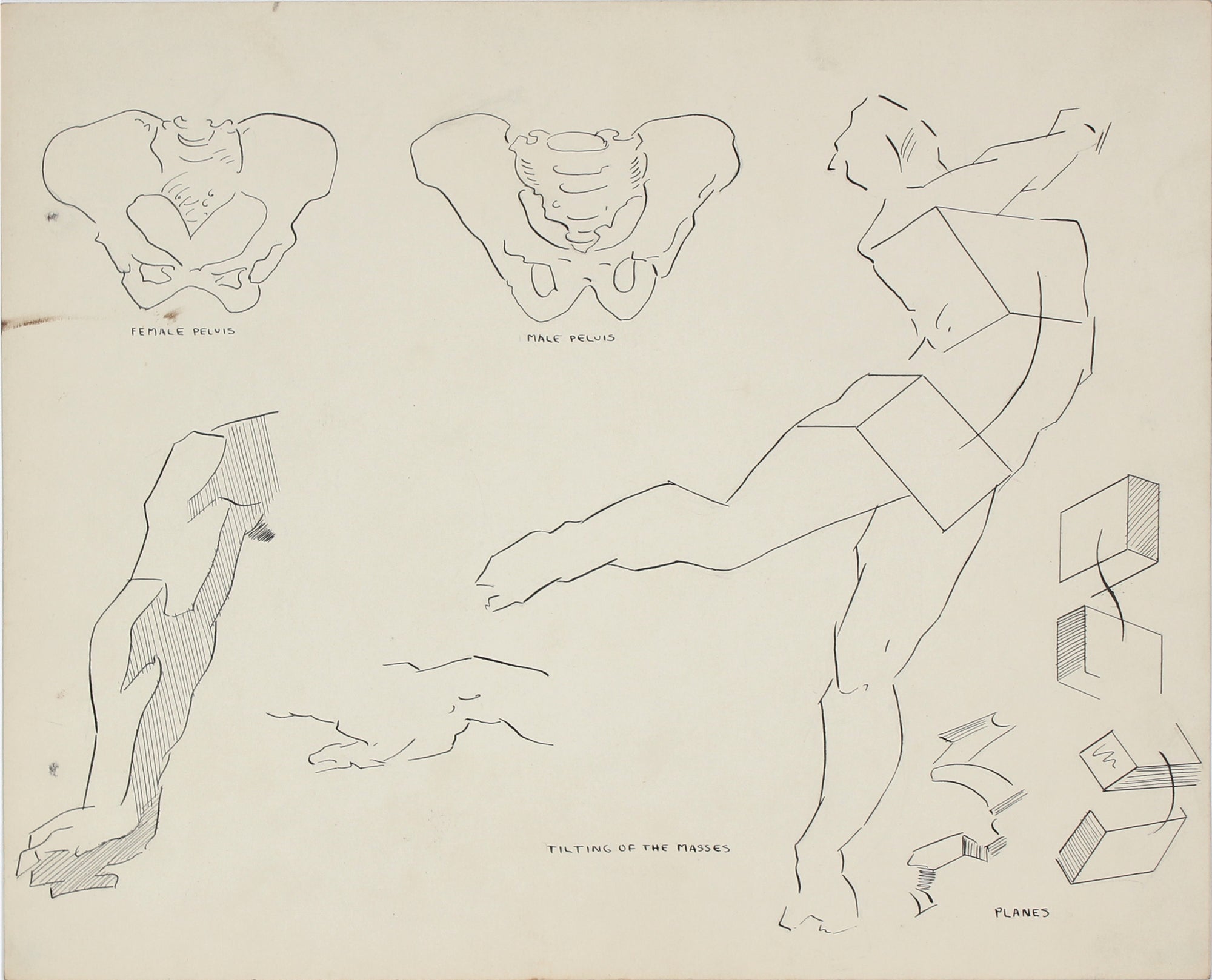 Academic Hips in Motion <br>1951 Ink & Graphite <br><br>#41361