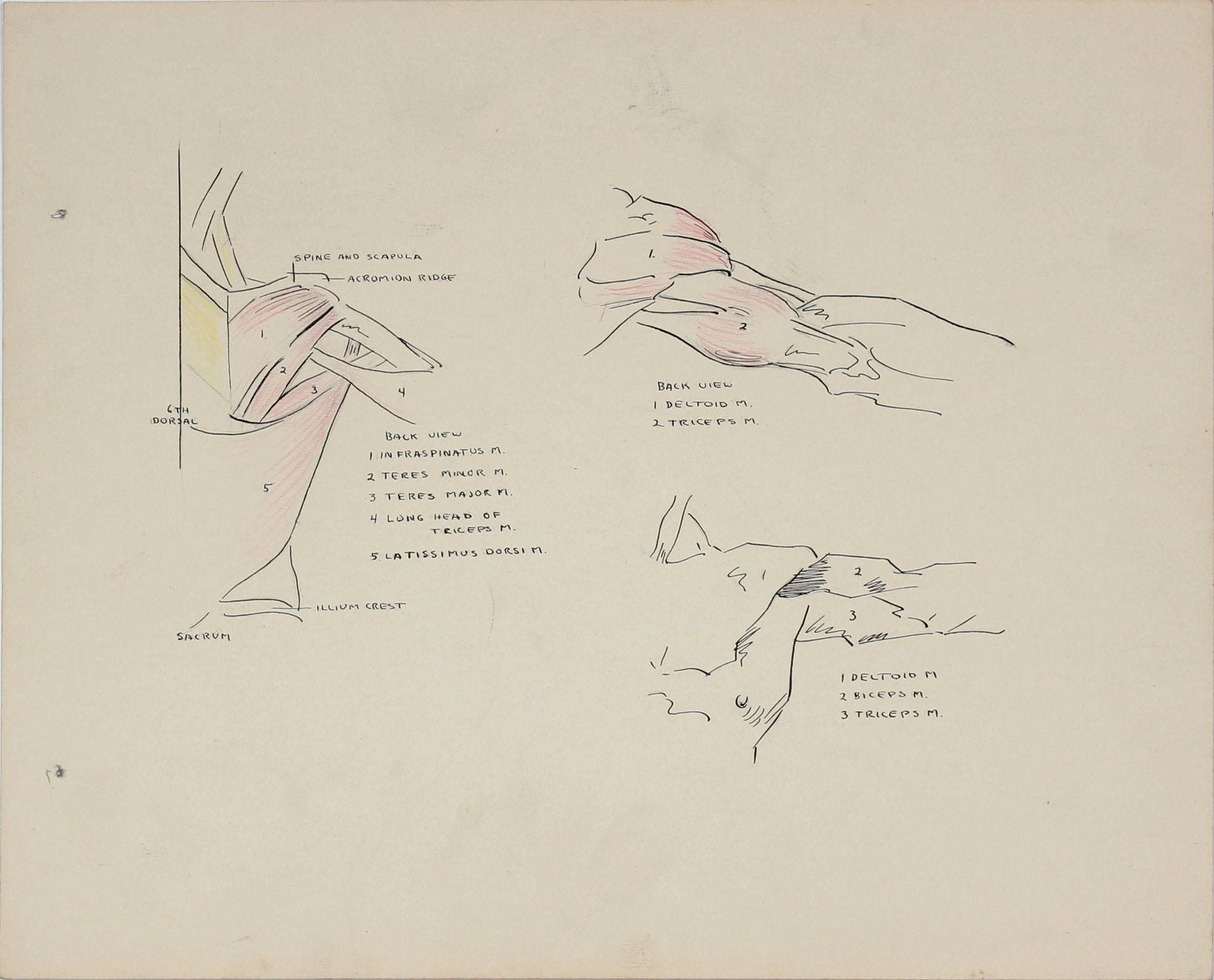 Details of the Human Shoulder <br>1951 Ink & Graphite <br><br>#41362