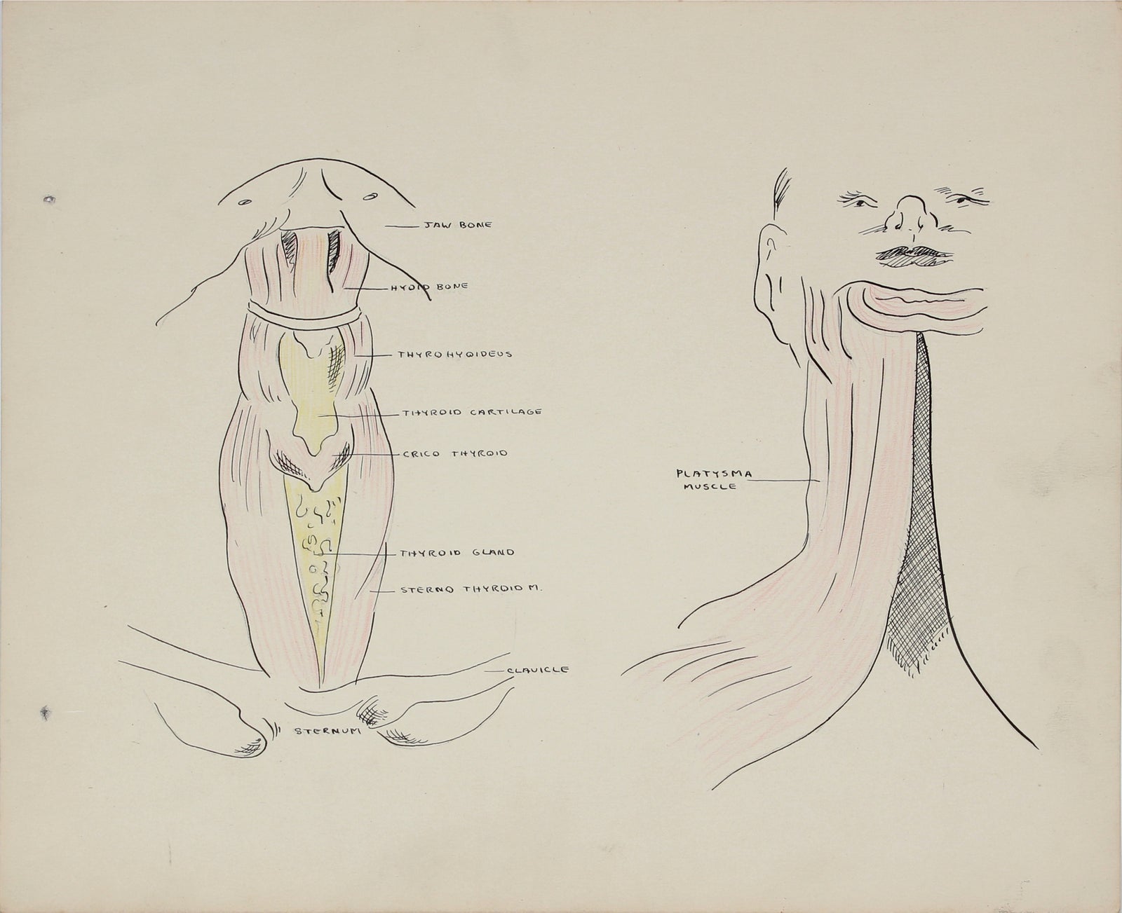 Academic Throat Study <br>1950s Mixed Media <br><br>#41363