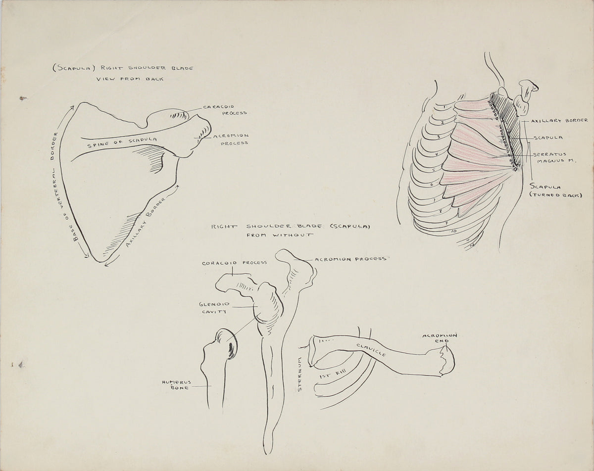 Academic Skeletal Study&lt;br&gt;1950s Mixed Media on Paper&lt;br&gt;&lt;br&gt;#41365